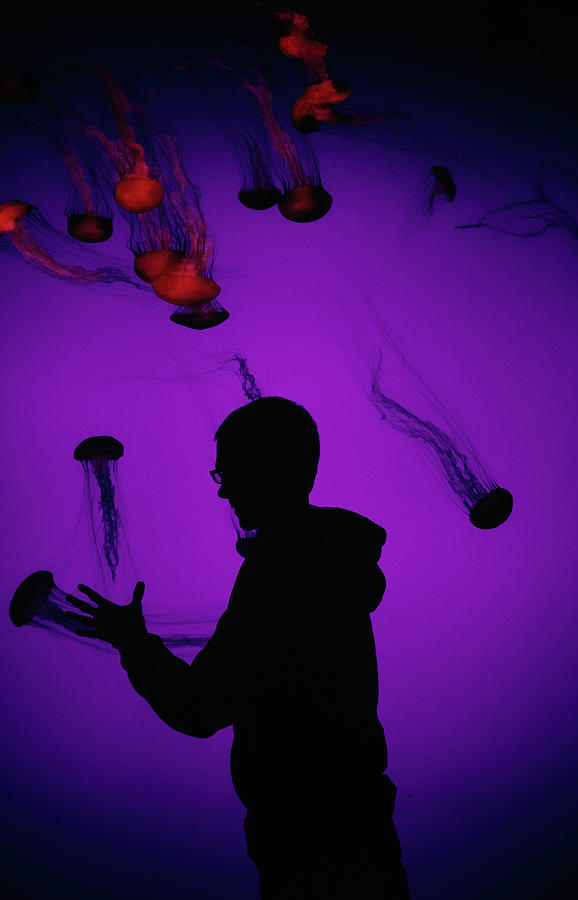 Jellyfish And I Photograph