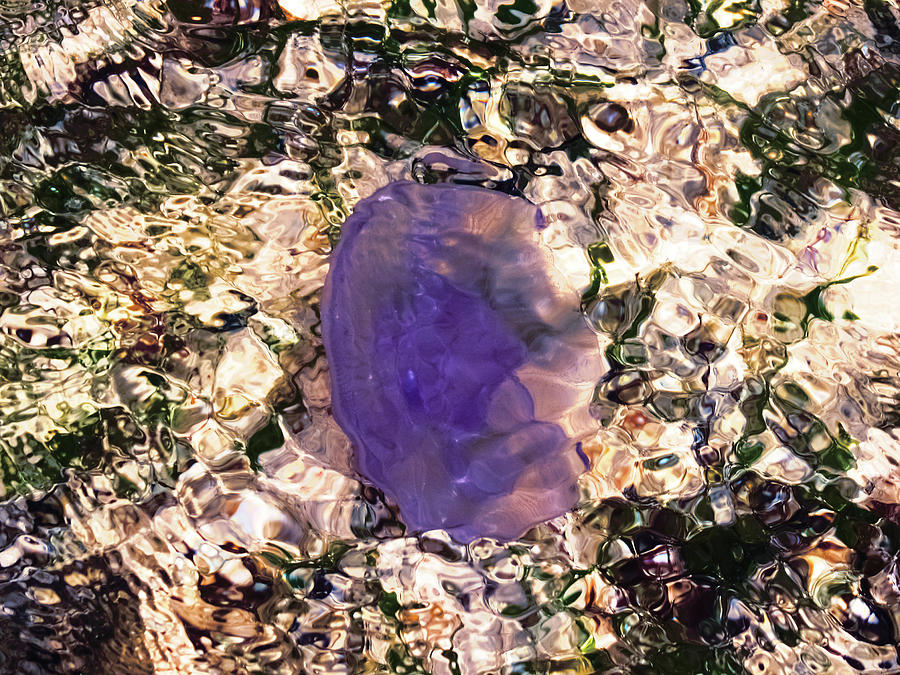 Jellyfish Photograph - Jellyfish and luminous water by Nat Air Craft