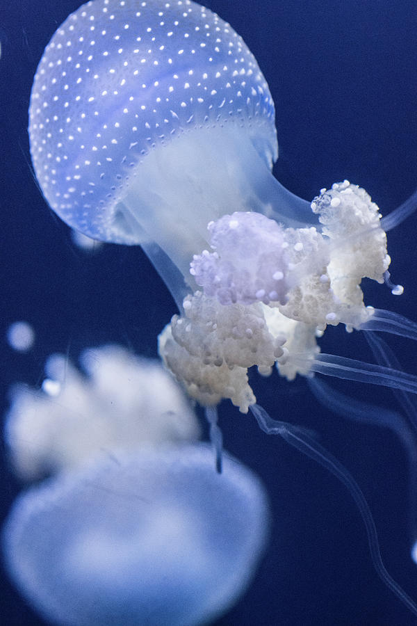 Jellyfish Photograph by Andrea Anderegg