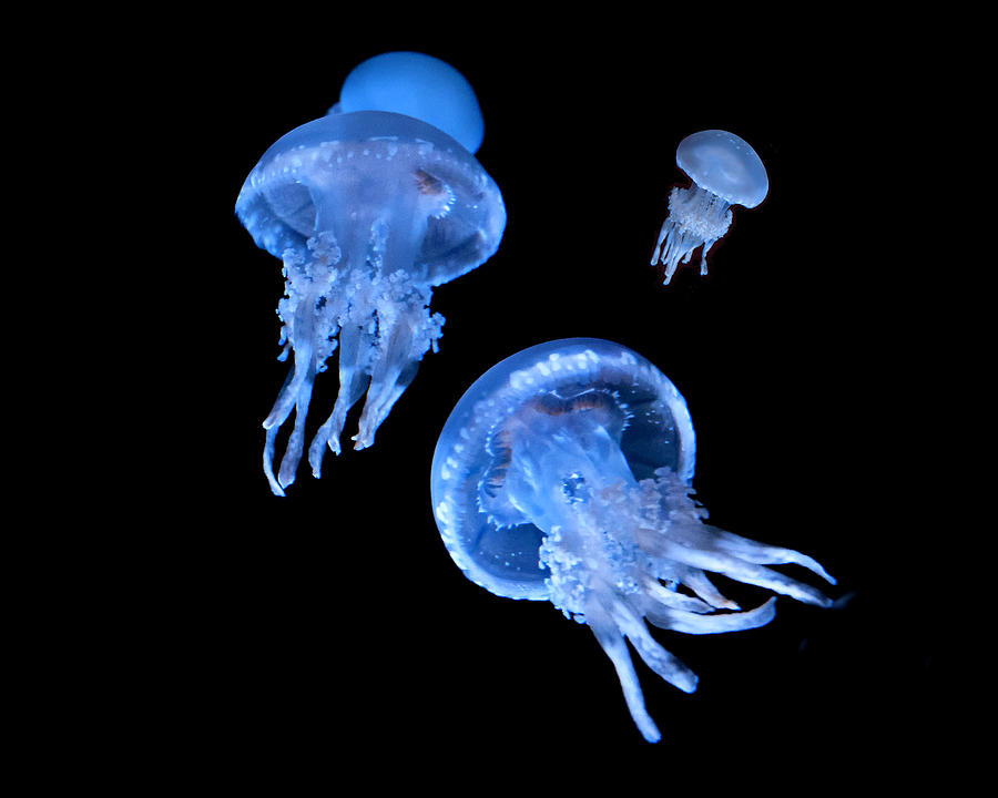 Jellyfish - Aquarium, Ft. Fisher, Nc Photograph By Connie Mitchell 