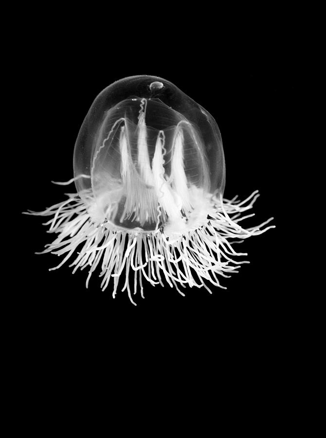 Jellyfish Bell Photograph