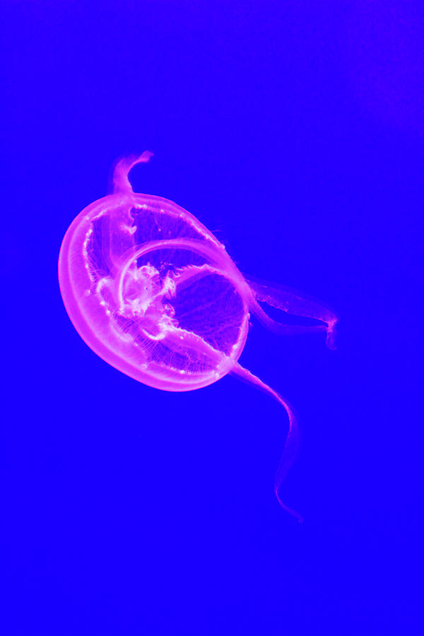 Jellyfish Belly Photograph by David Stasiak