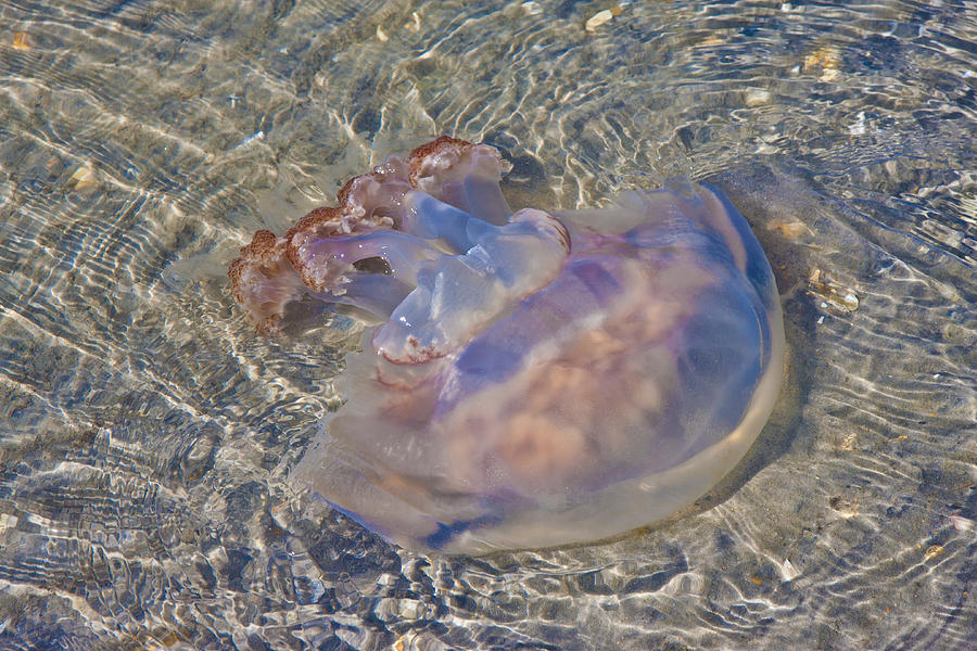 Fish Photograph - Jellyfish by Betsy Knapp