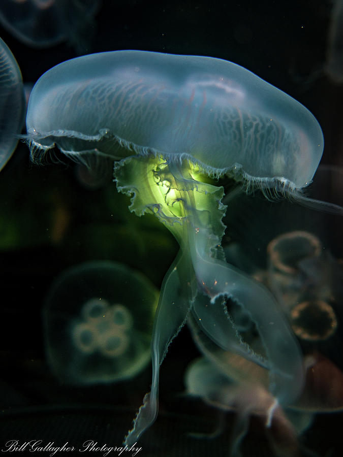 Jellyfish Photograph by Bill Gallagher
