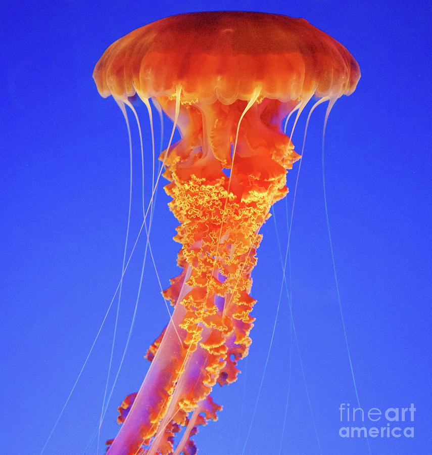Jellyfish Photograph by Bruce Block
