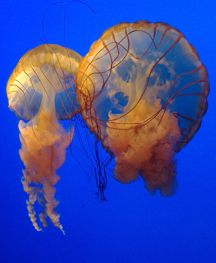 Fish Photograph - Jellyfish by Cat Rondeau