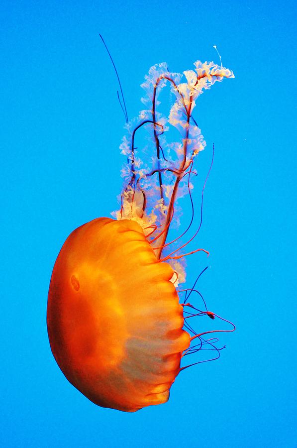 Jellyfish Photograph by Cheyanne Cook - Fine Art America