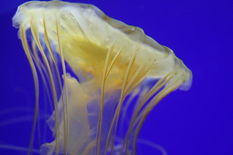 Jellyfish  Photograph by Christy Pooschke