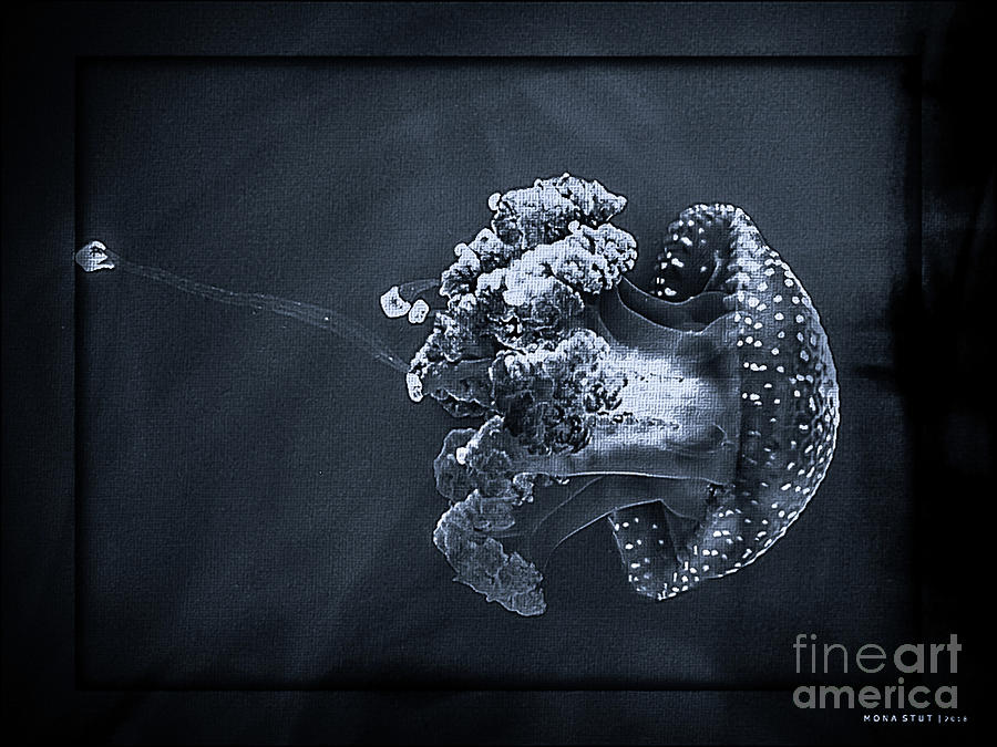 Jellyfish Cnidarian Quallen BW Digital Art by Mona Stut