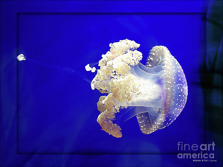 Jellyfish Cnidarian Quallen Digital Art