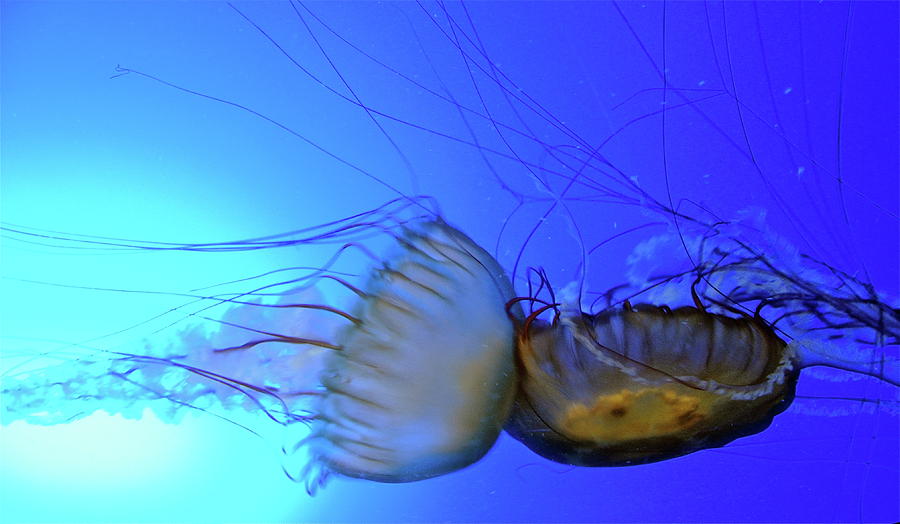 Jellyfish Collision Photograph by Caroline Reyes-Loughrey | Fine Art ...