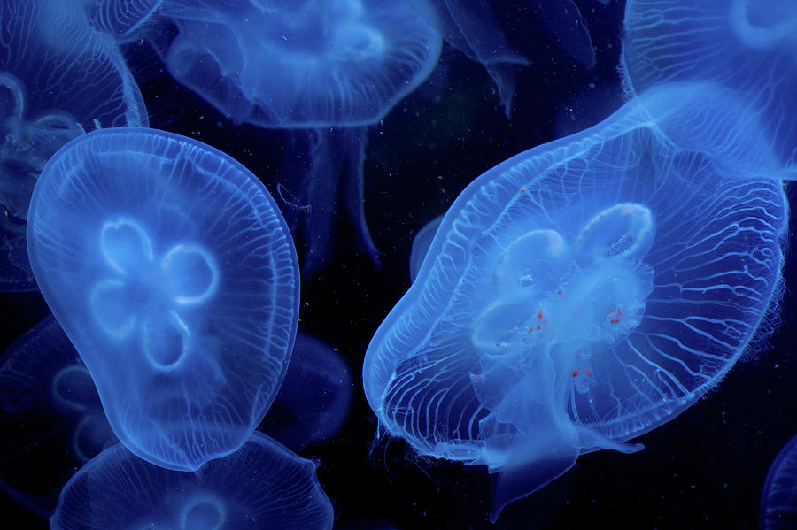 Jellyfish Conquer The Sea Photograph by Rabiri Us