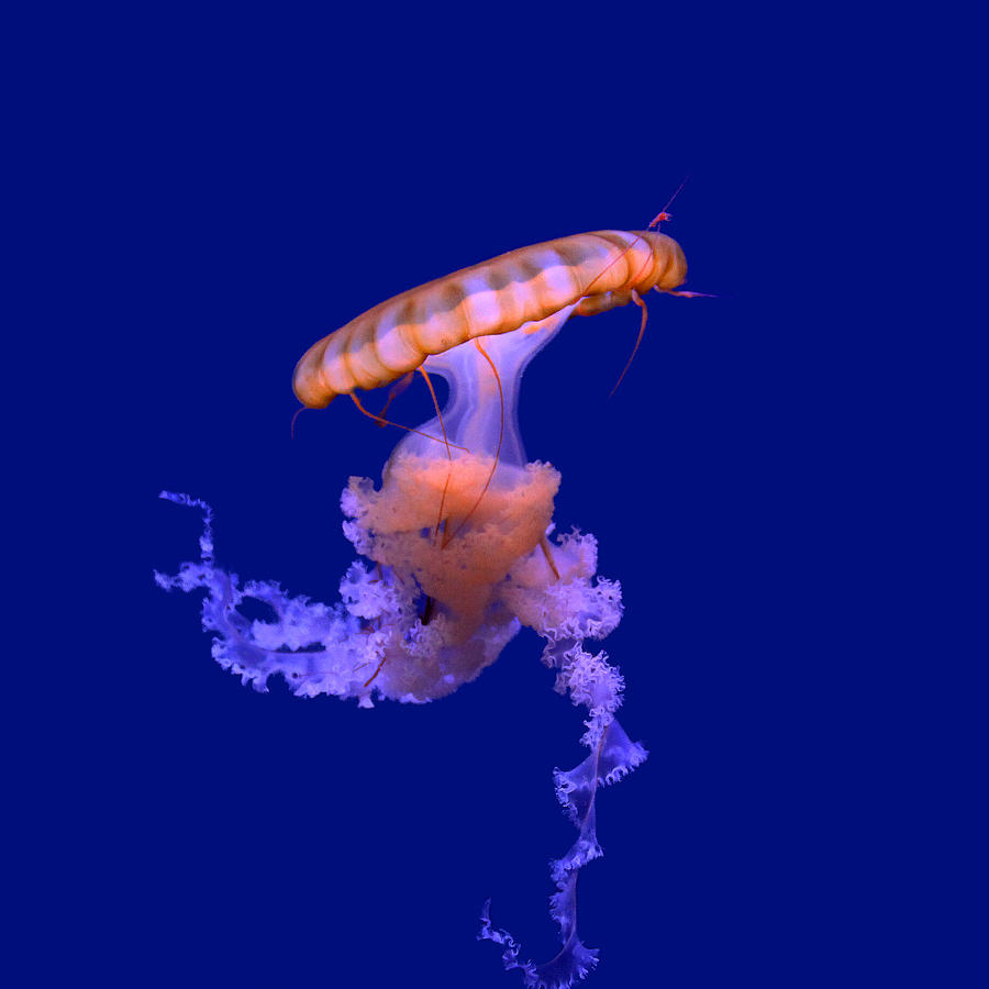Jellyfish Contrast Photograph