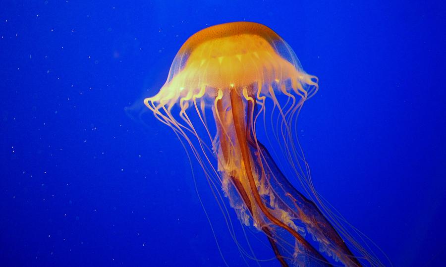 Jellyfish Photograph by Cynthia Guinn