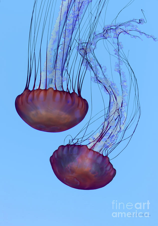 Jellyfish Dance Photograph by Barbara McMahon