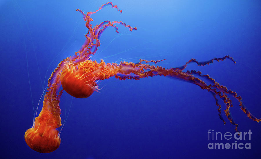 Jellyfish dance Photograph by Bruce Block