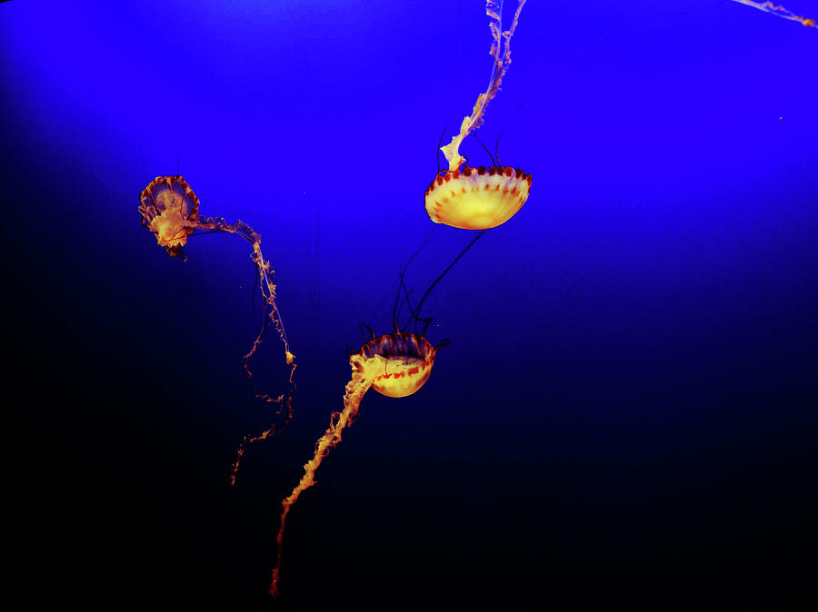 Jellyfish Dance II by Pacific Northwest Imagery Jellyfish Dance II by Pacific Northwest Imagery