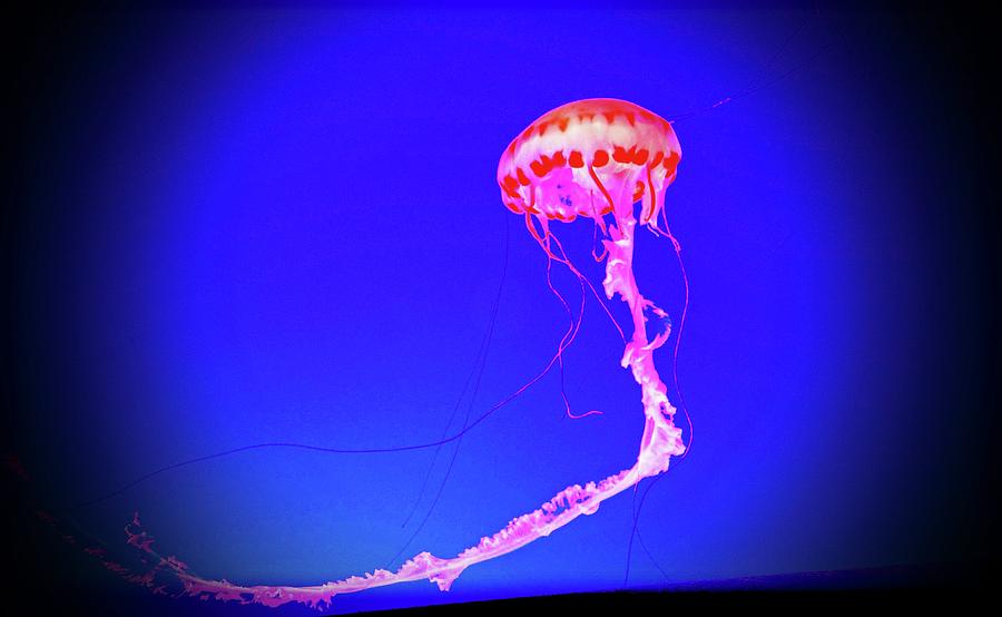 Jellyfish Dance III by Pacific Northwest Imagery Jellyfish Dance III by Pacific Northwest Imagery