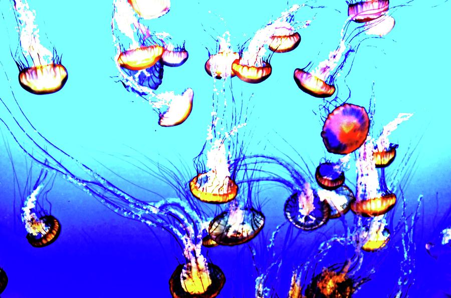 Jellyfish Dance IIII by Pacific Northwest Imagery Jellyfish Dance IIII by Pacific Northwest Imagery