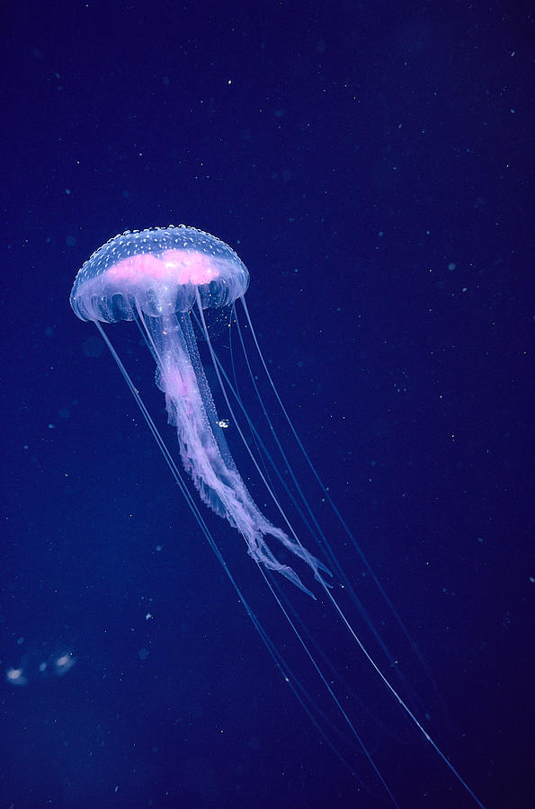 Blue Photograph - Jellyfish by Dave Fleetham - Printscapes