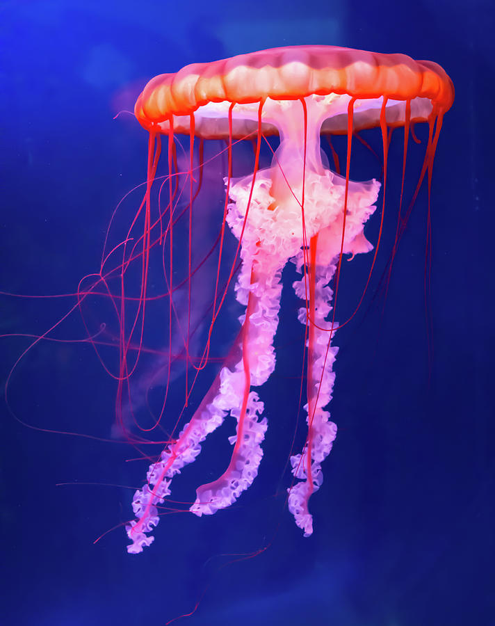 Jellyfish Photograph by David Hart