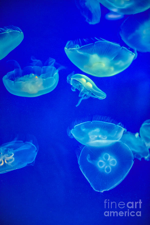 Jellyfish Photograph by David Zanzinger
