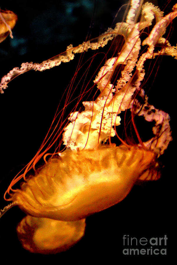Jellyfish Delight Photograph by Mariola Bitner