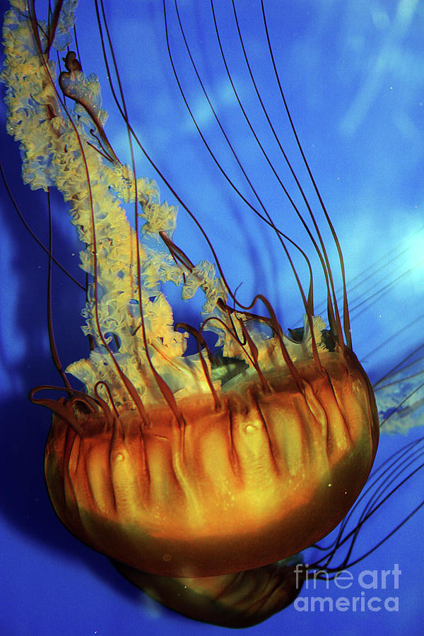 Jellyfish Photograph by Eileen Gayle