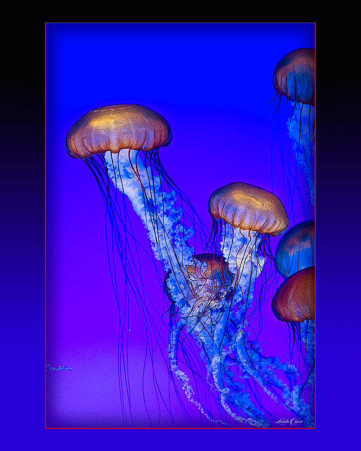 Jellyfish floating up Photograph by Linda Olsen