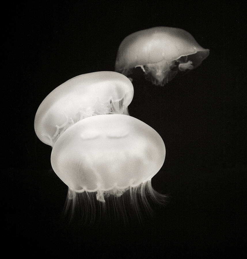 Jellyfish Friends Photograph by Marilyn Hunt