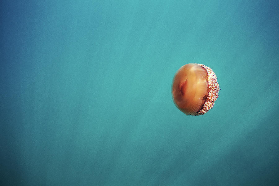 Jellyfish Photograph by Gemma Silvestre