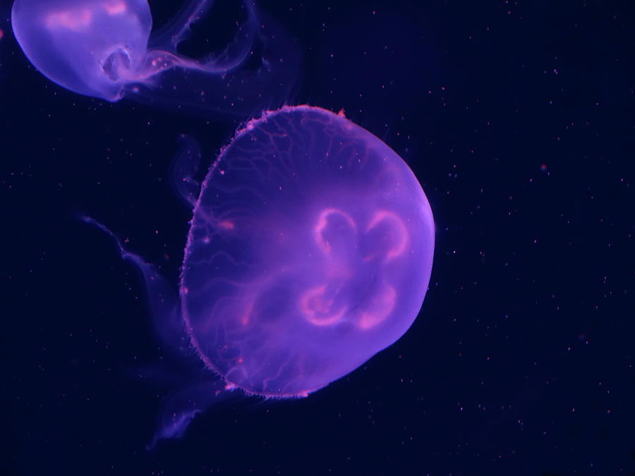 Jellyfish Glow Photograph