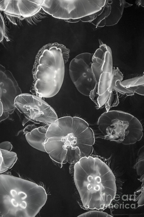 Jellyfish Glowing Energy Photograph by David Zanzinger