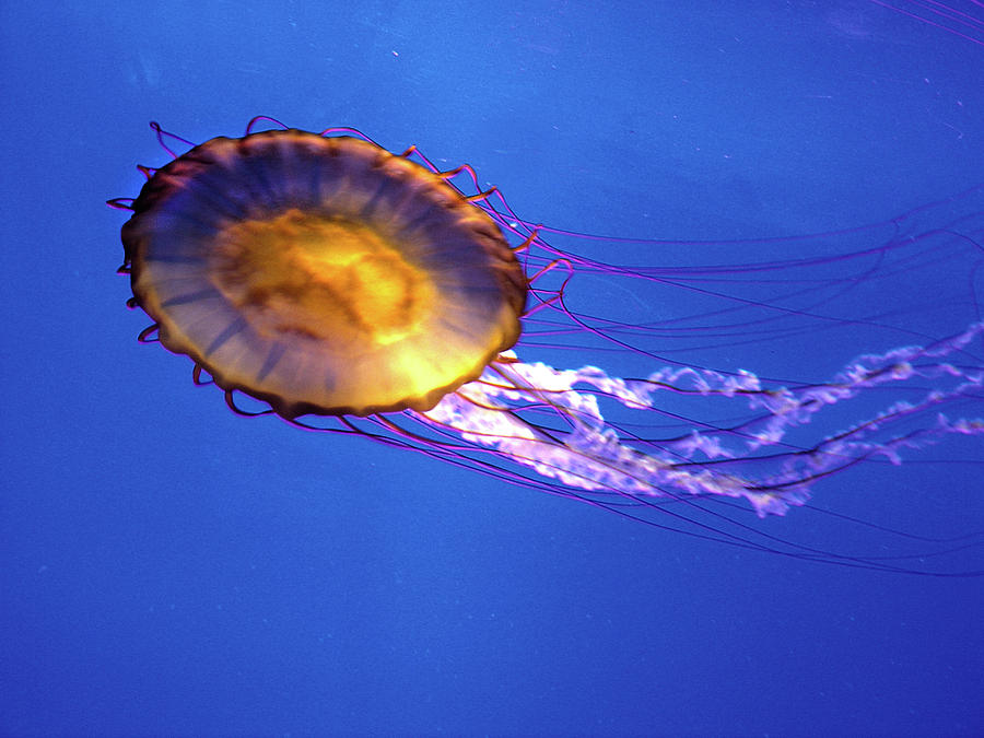 Jellyfish I Photograph by Helaine Cummins