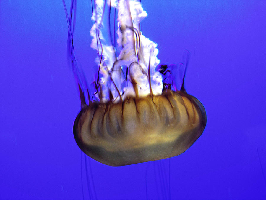 Jellyfish II Photograph by Helaine Cummins