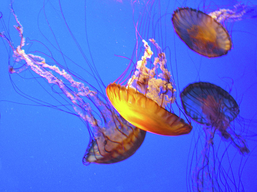 Jellyfish III Photograph by Helaine Cummins