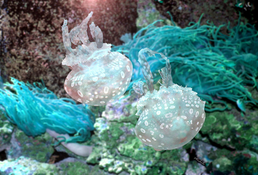 Jellyfish in Aquarium Photograph by Michele A Loftus