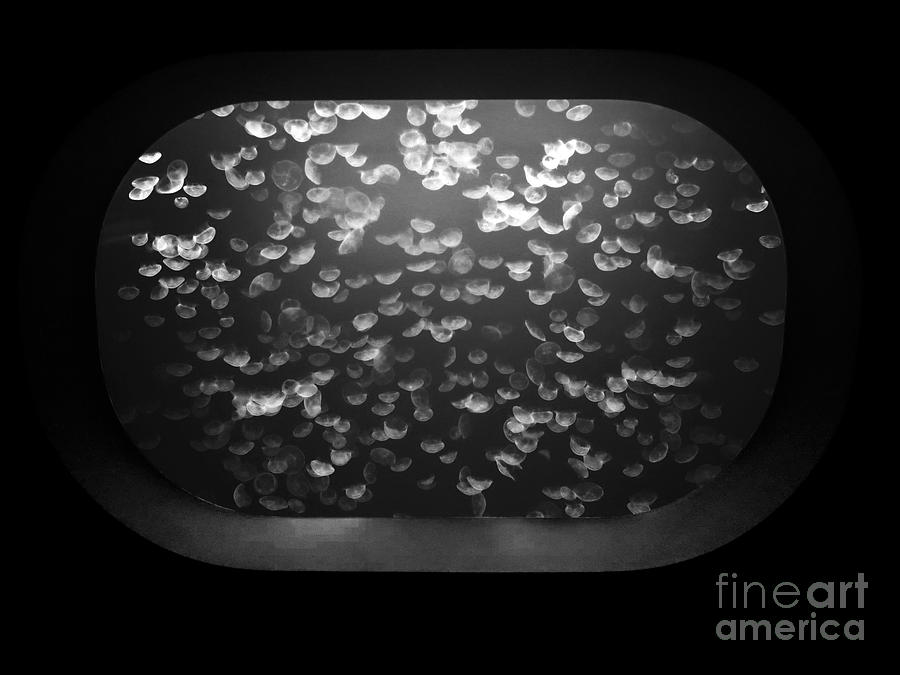 Jellyfish in Black and White Photograph by Rachel Morrison