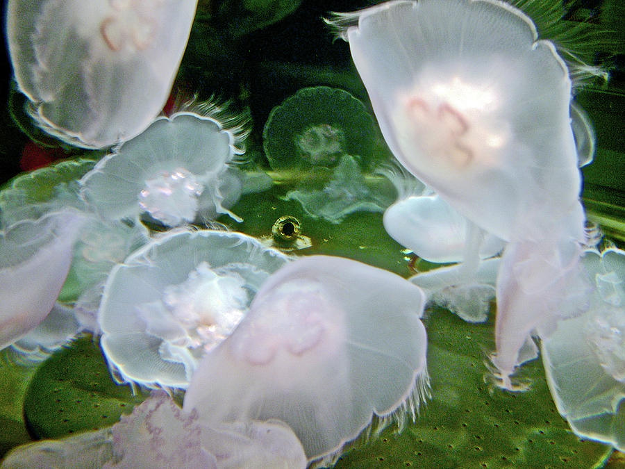 Jellyfish in Oregon Coast Aquarium in Newport, Oregon Photograph by Ruth Hager