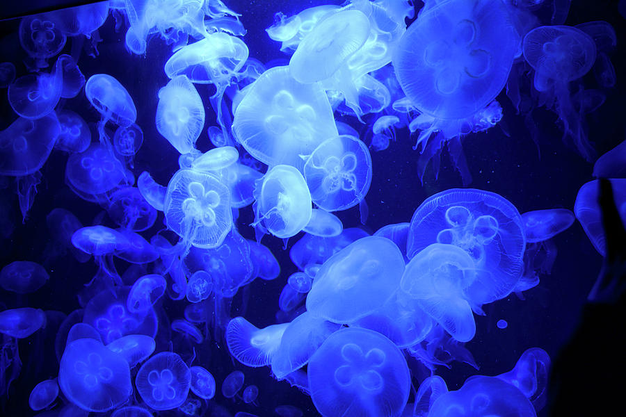 Jellyfish Photograph by Ingrid Dendievel