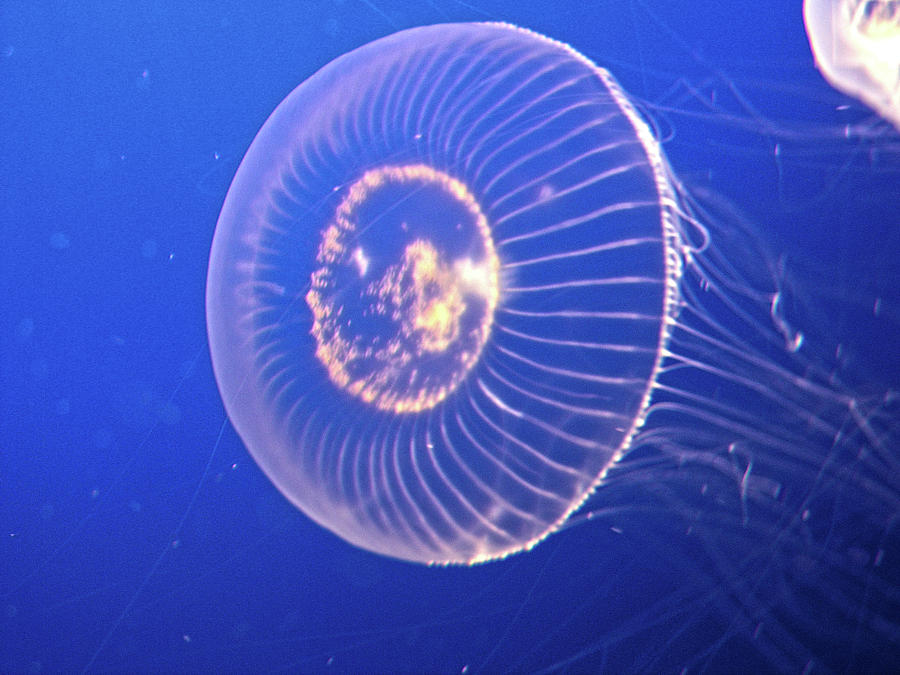 Jellyfish IV Photograph by Helaine Cummins