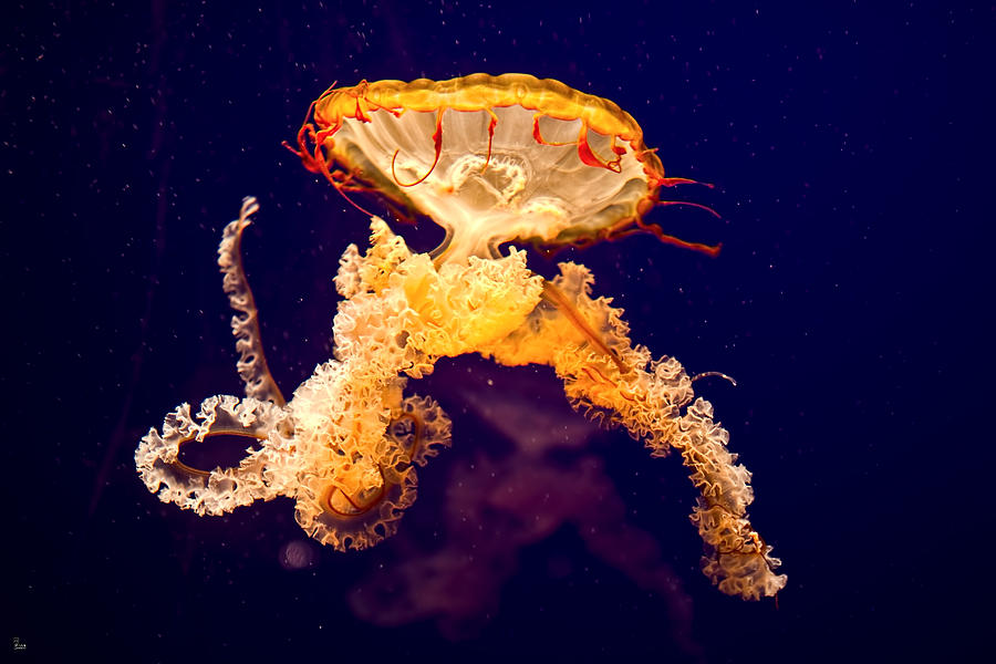 Jellyfish Photograph by Jason Blalock