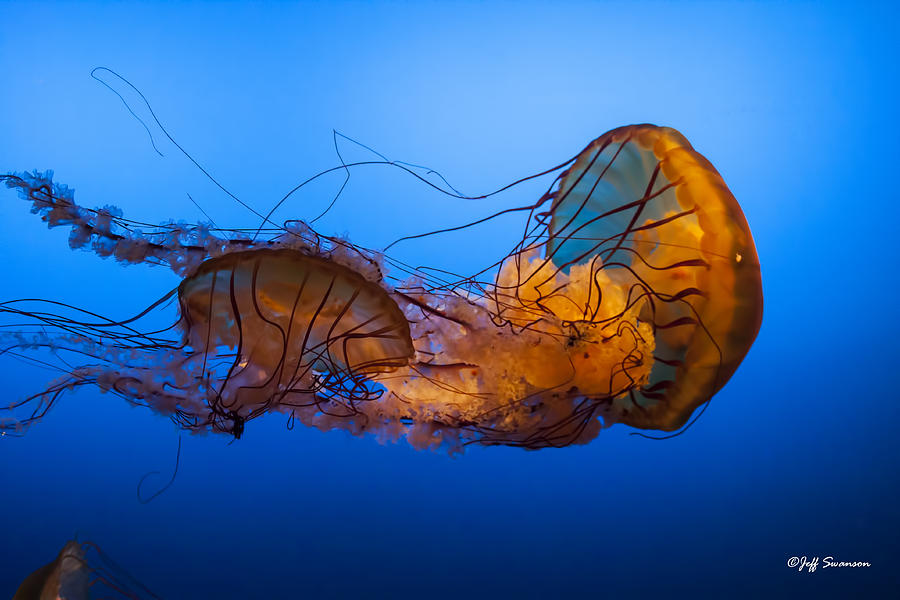 Jellyfish Photograph - Jellyfish by Jeff Swanson