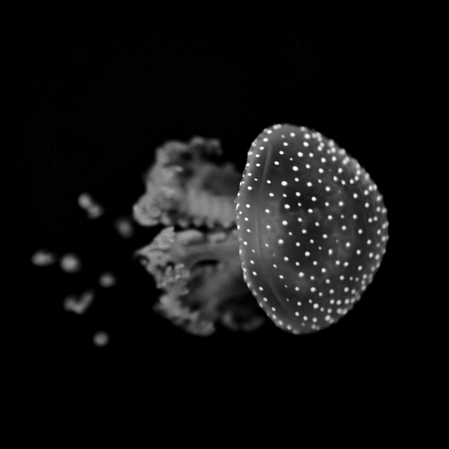 Black And White Photograph - Jellyfish by Joana Kruse