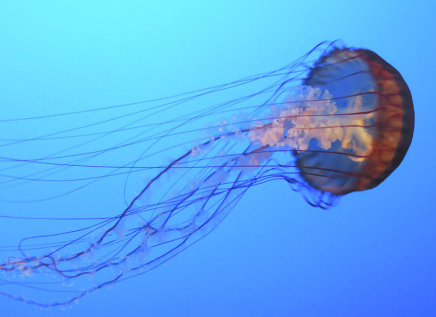 Jellyfish Photograph by Joe  Palermo