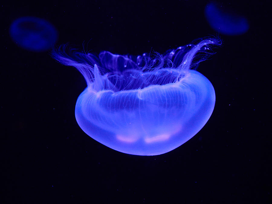 Jellyfish Photograph by Jouko Lehto