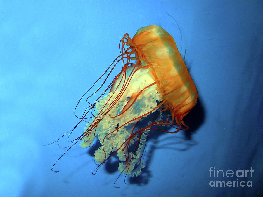 Jellyfish Photograph by Joy Tudor