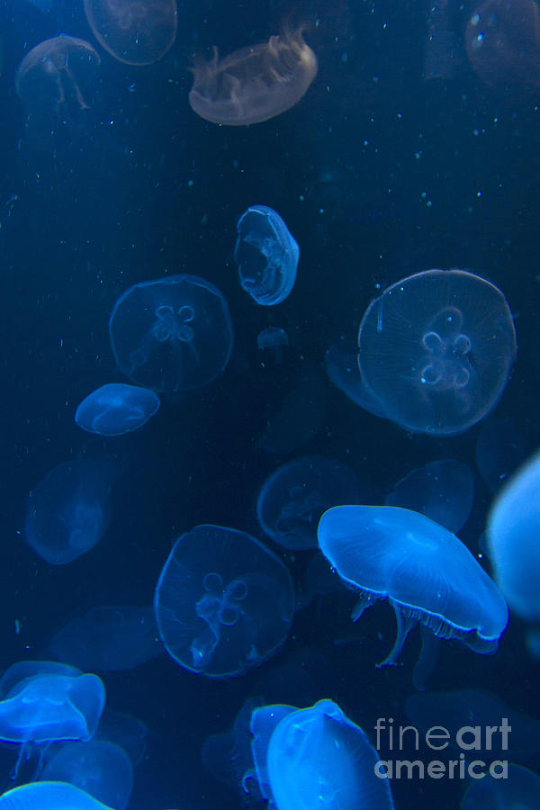 Jellyfish Photograph by Karen Foley - Pixels