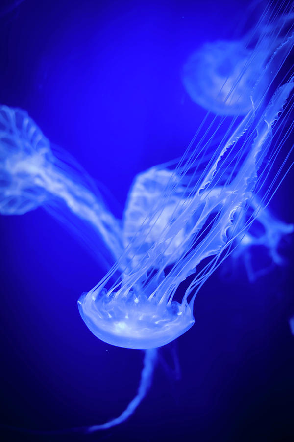 Jellyfish Photograph by Kelly Lowe - Fine Art America