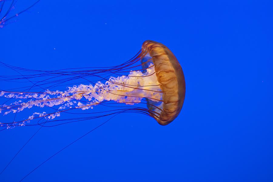 Jellyfish Photograph by Kristen Fuller | Fine Art America